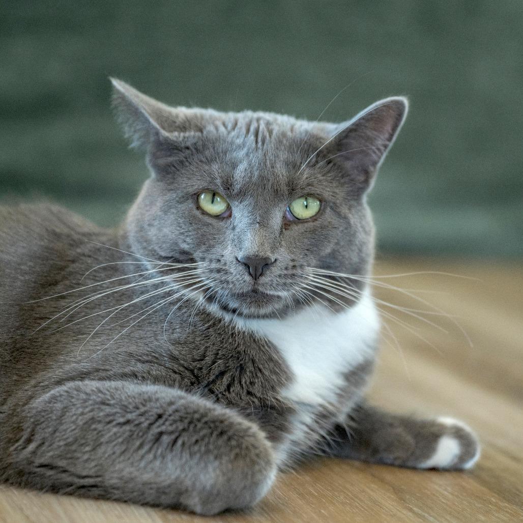 Cardamom, a Adoptable Domestic Short Hair in Chapel Hill, NC image 3/6