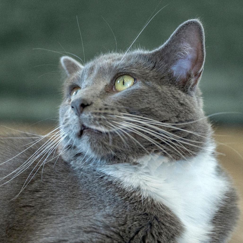 Cardamom, a Adoptable Domestic Short Hair in Chapel Hill, NC image 4/6