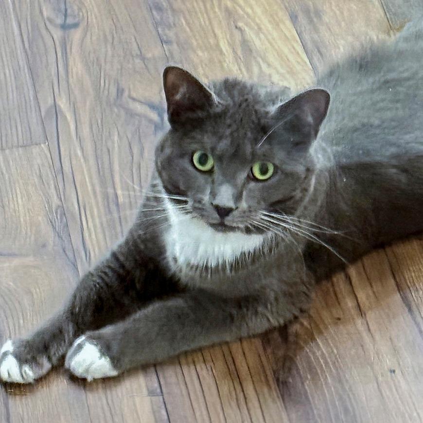 Cardamom, a Adoptable Domestic Short Hair in Chapel Hill, NC image 5/6