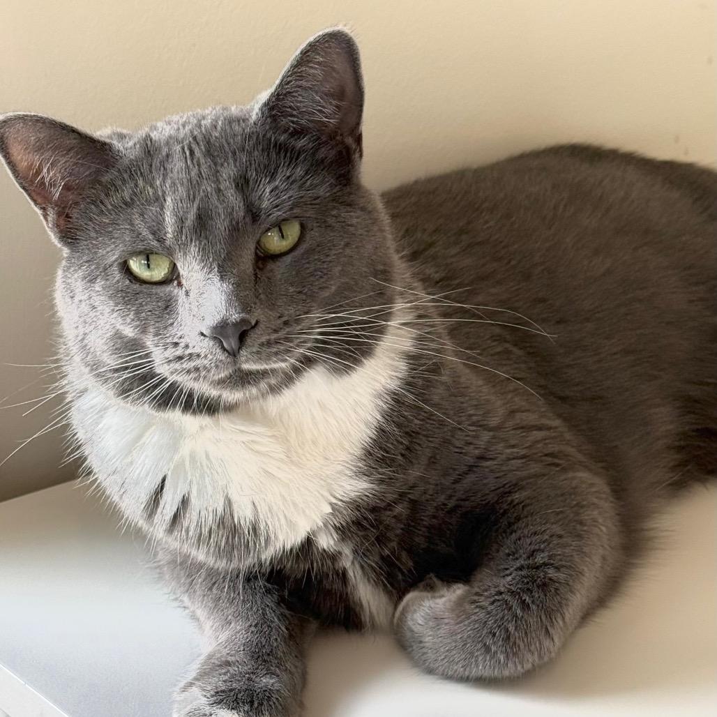Cardamom, a Adoptable Domestic Short Hair in Chapel Hill, NC image 5/5