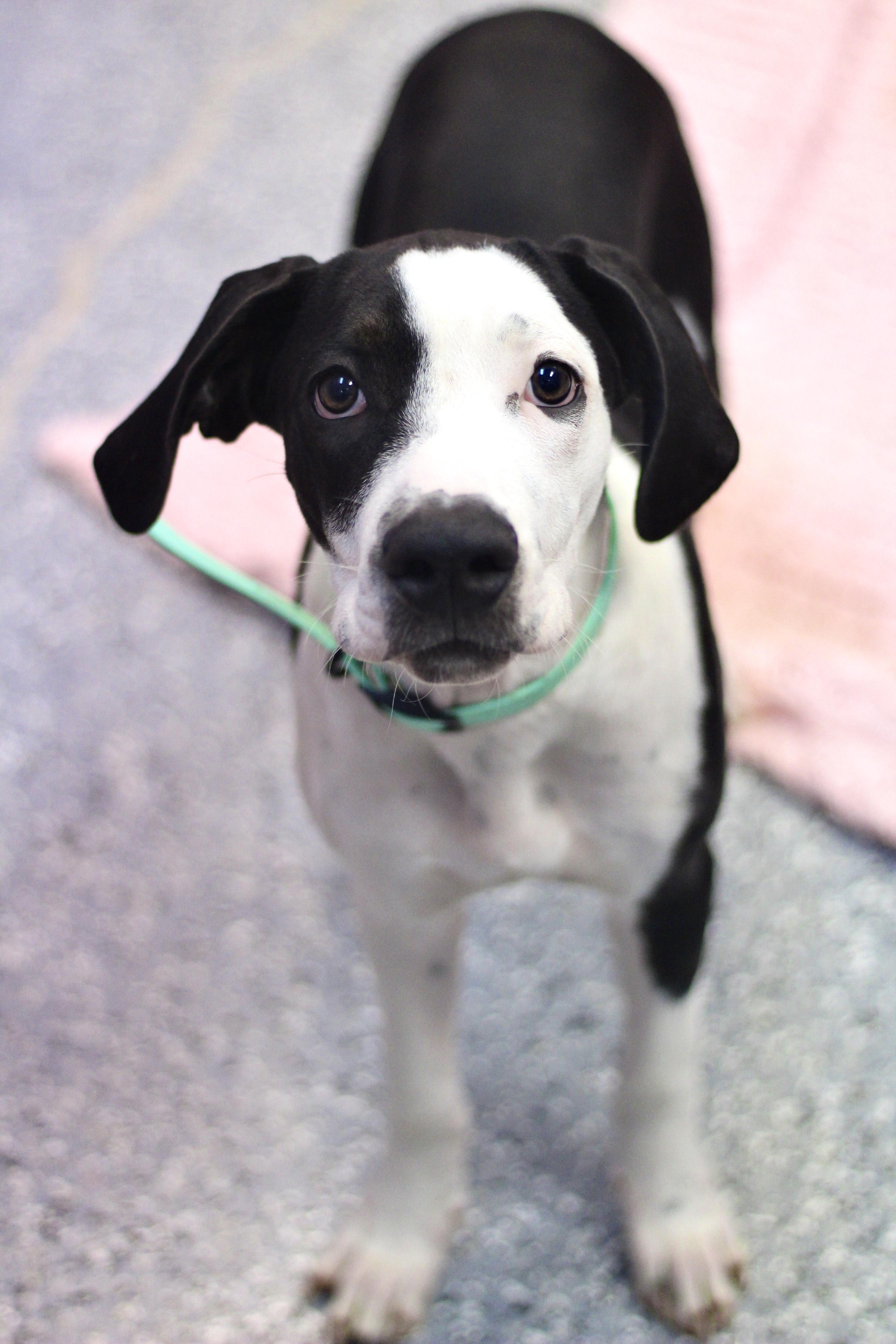 Sylvester in NH! Come Meet our Adoptable Dogs Wednesday-Saturday. More info in Bio!