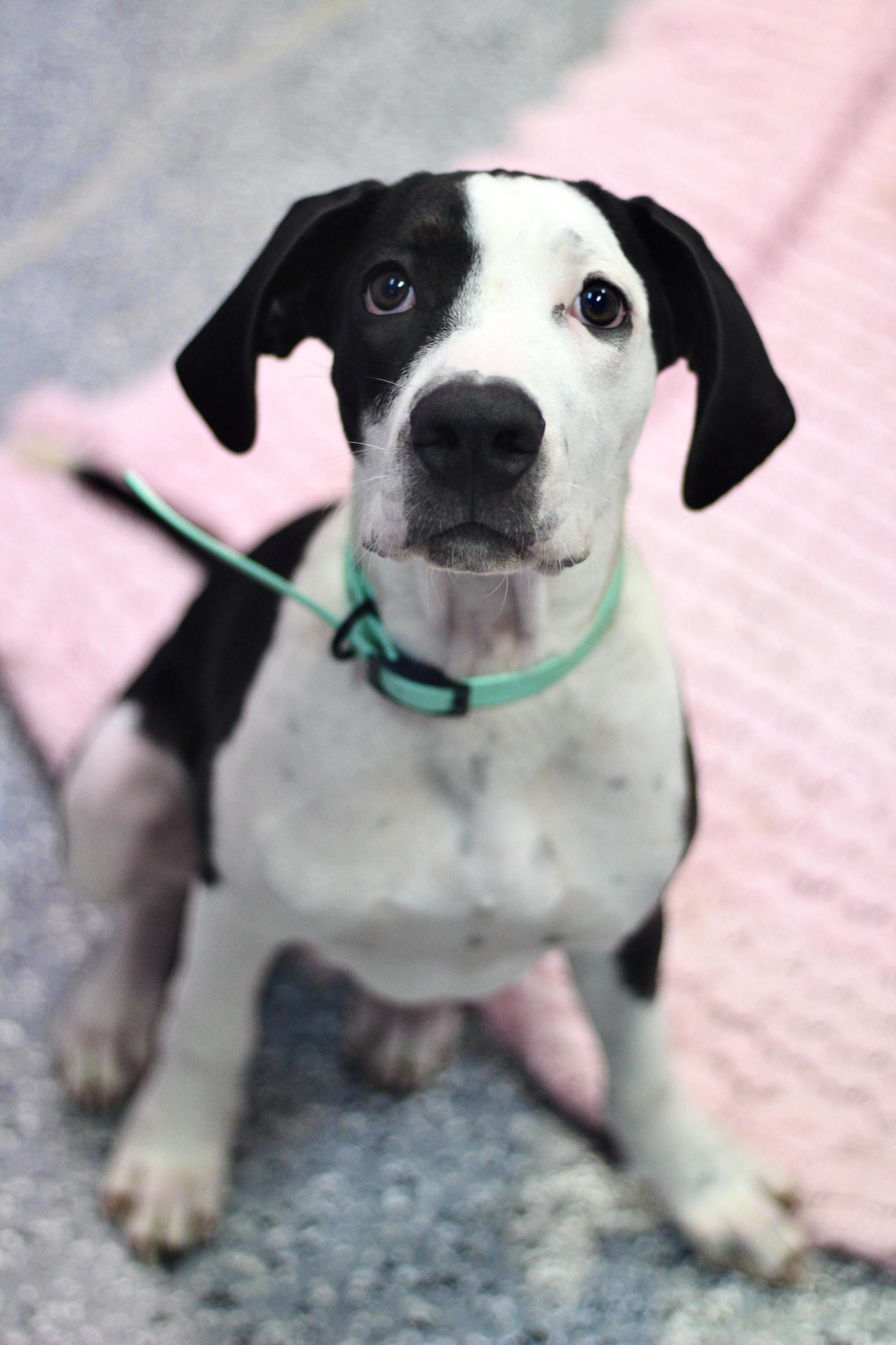 Sylvester in NH! Come Meet our Adoptable Dogs Wednesday-Saturday. More info in Bio!