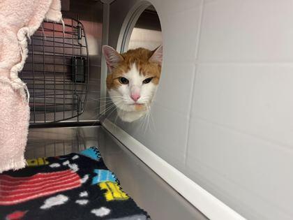 Sprout, Adoptable, Adult Male Domestic Short Hair.