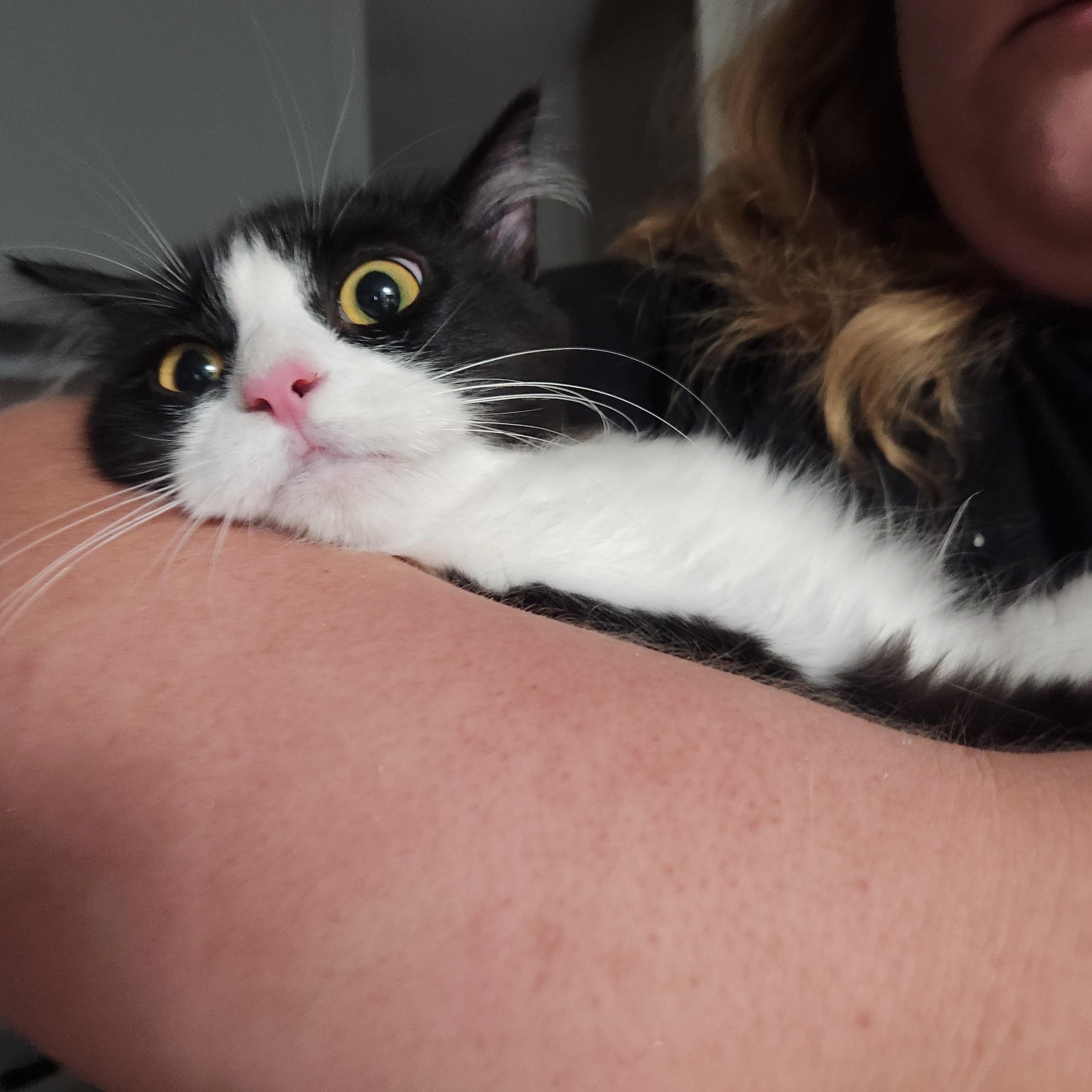 Enlarge Kiwi, an adopted Domestic Long Hair in Mount Pleasant, TX image 4/4
