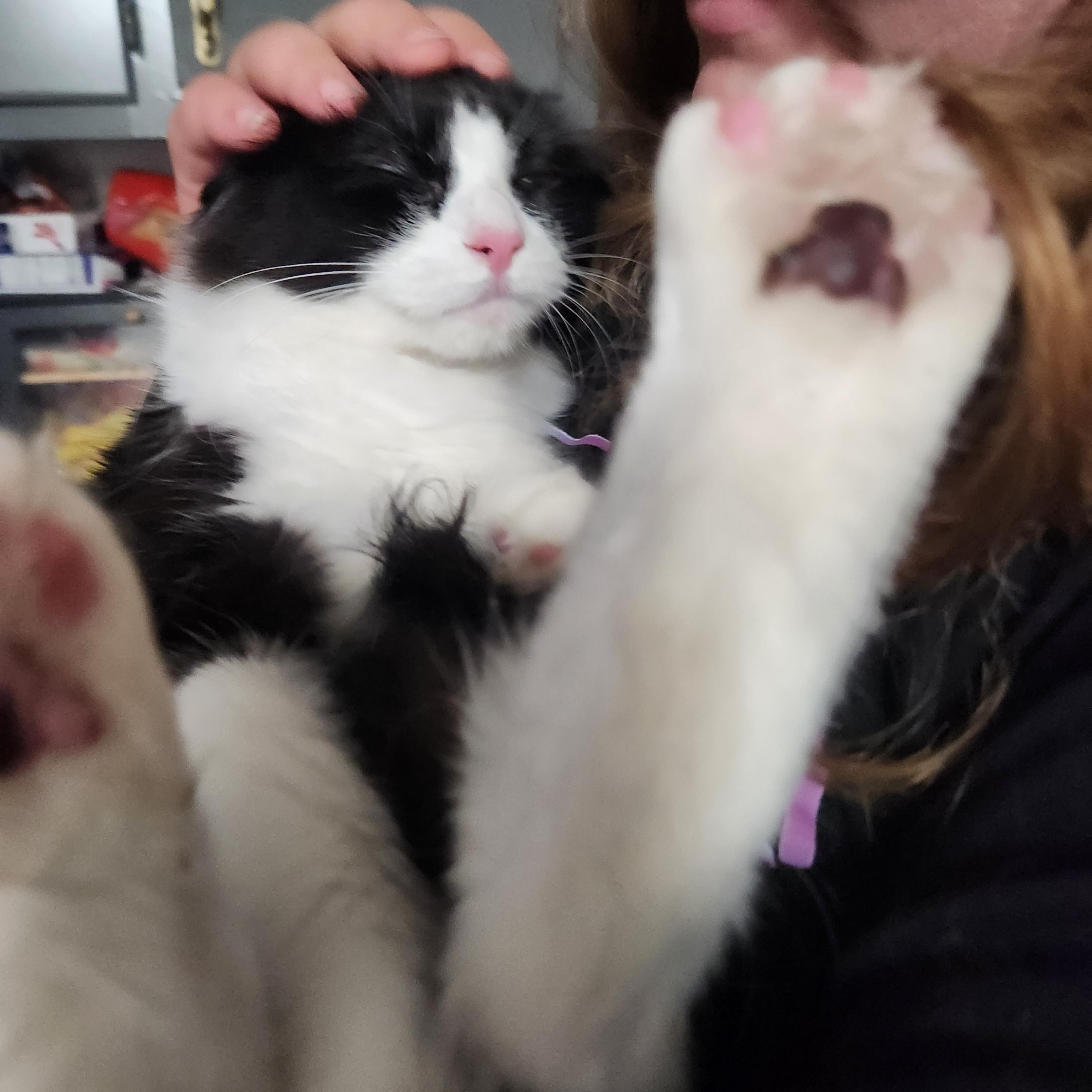 Enlarge Kiwi, an adopted Domestic Long Hair in Mount Pleasant, TX image 3/4