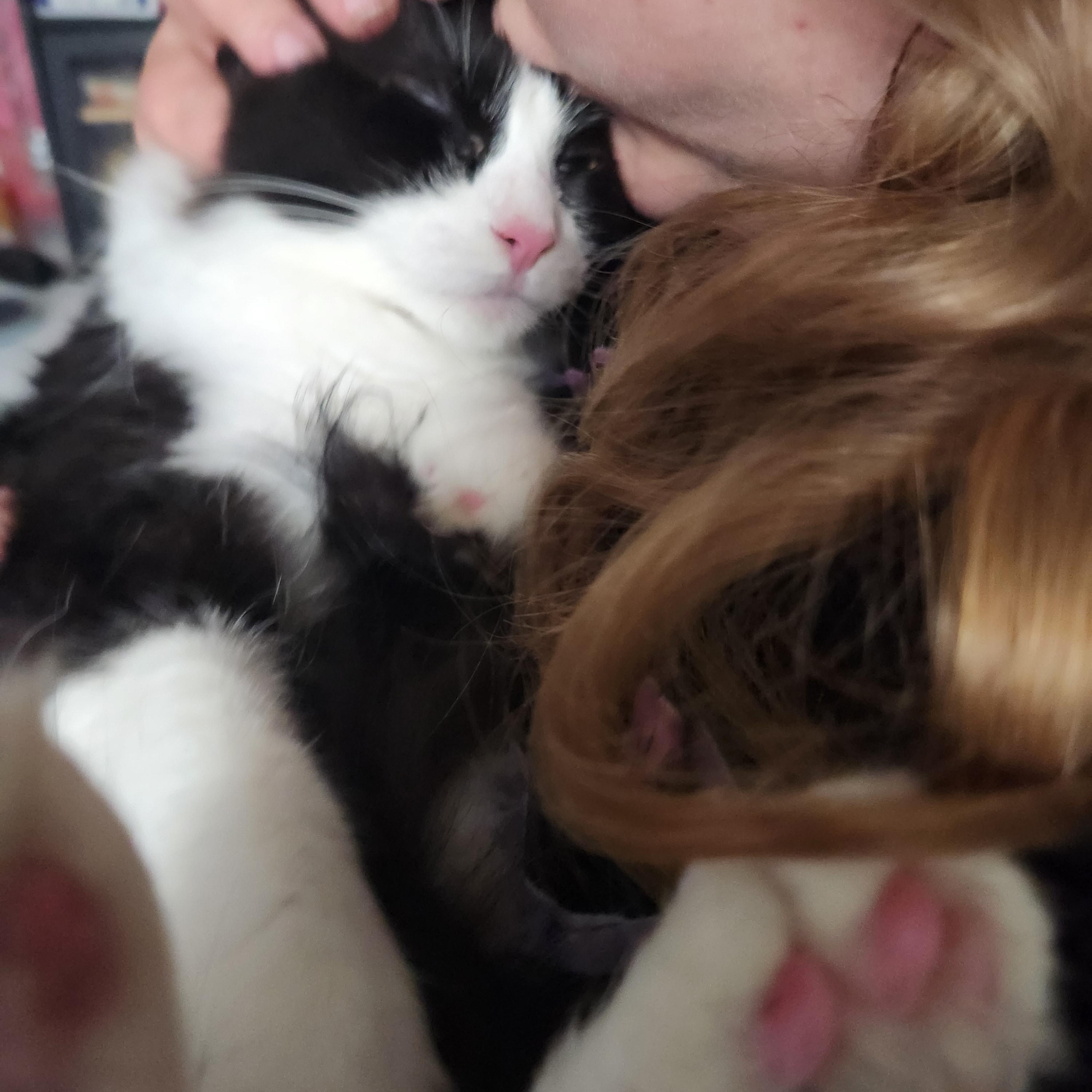 Enlarge Kiwi, an adopted Domestic Long Hair in Mount Pleasant, TX image 2/4