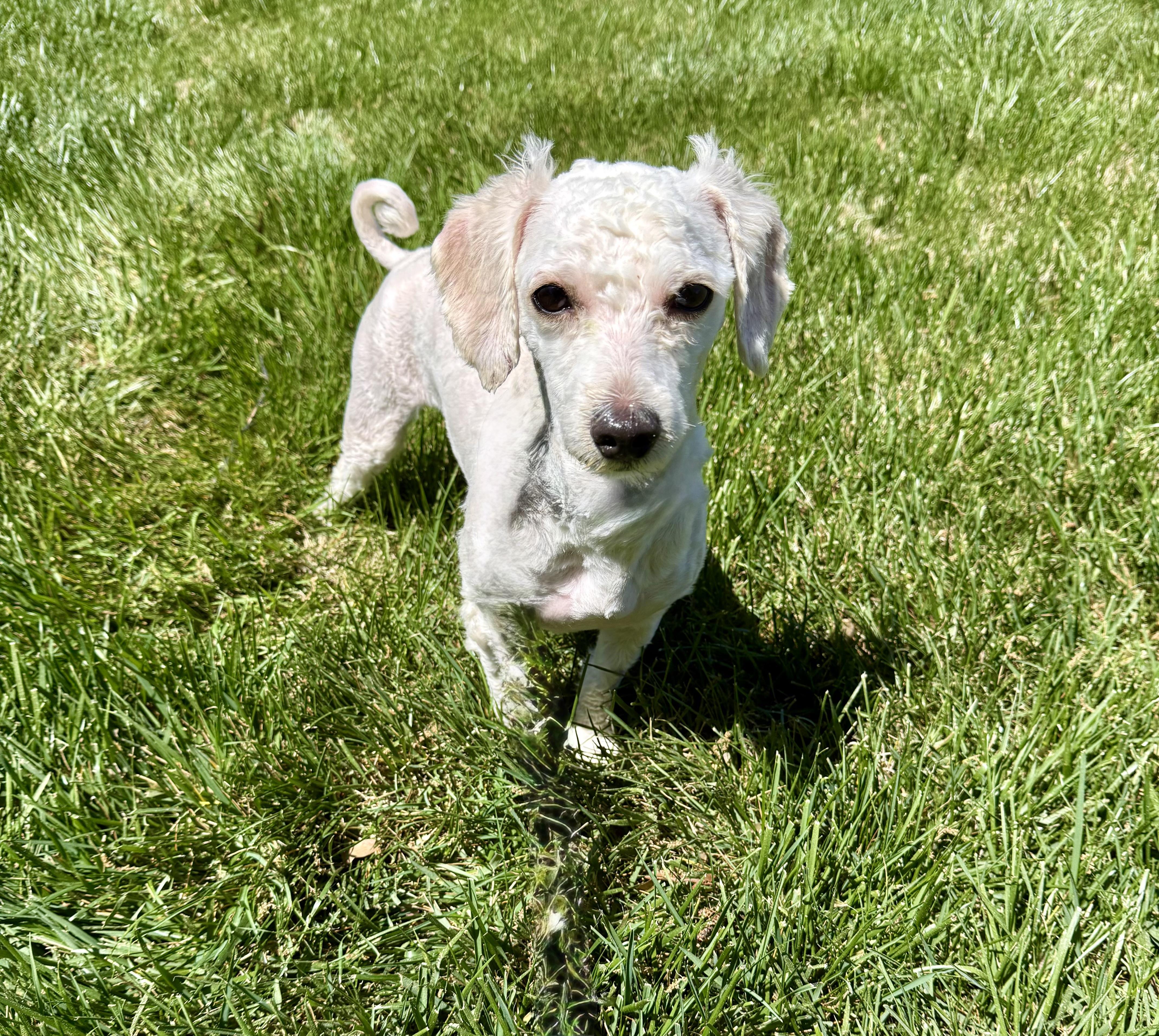 Enlarge Jack, a ADOPTABLE mixed breed in Monroe, NC image 3/3