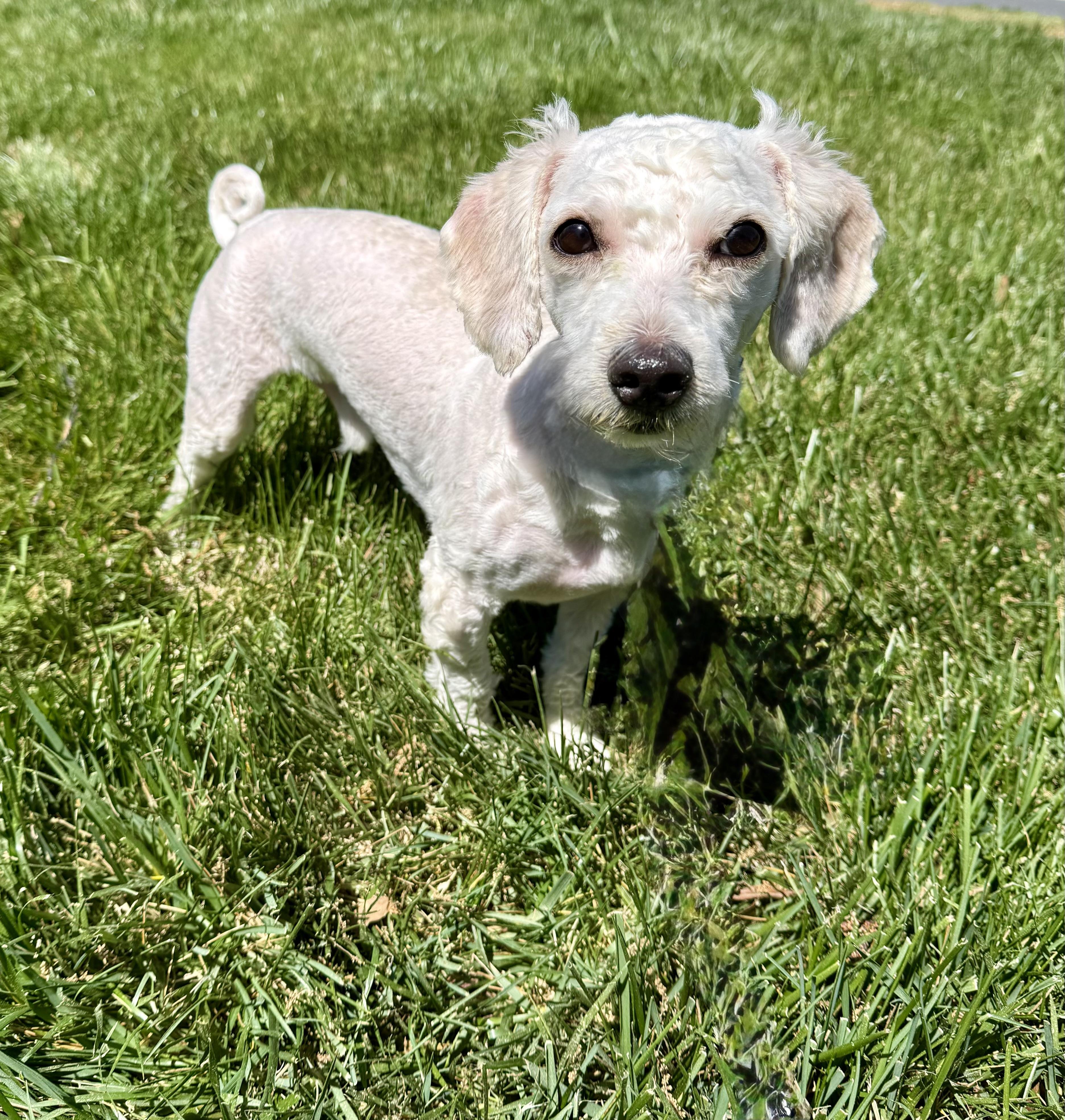Enlarge Jack, a ADOPTABLE mixed breed in Monroe, NC image 2/3
