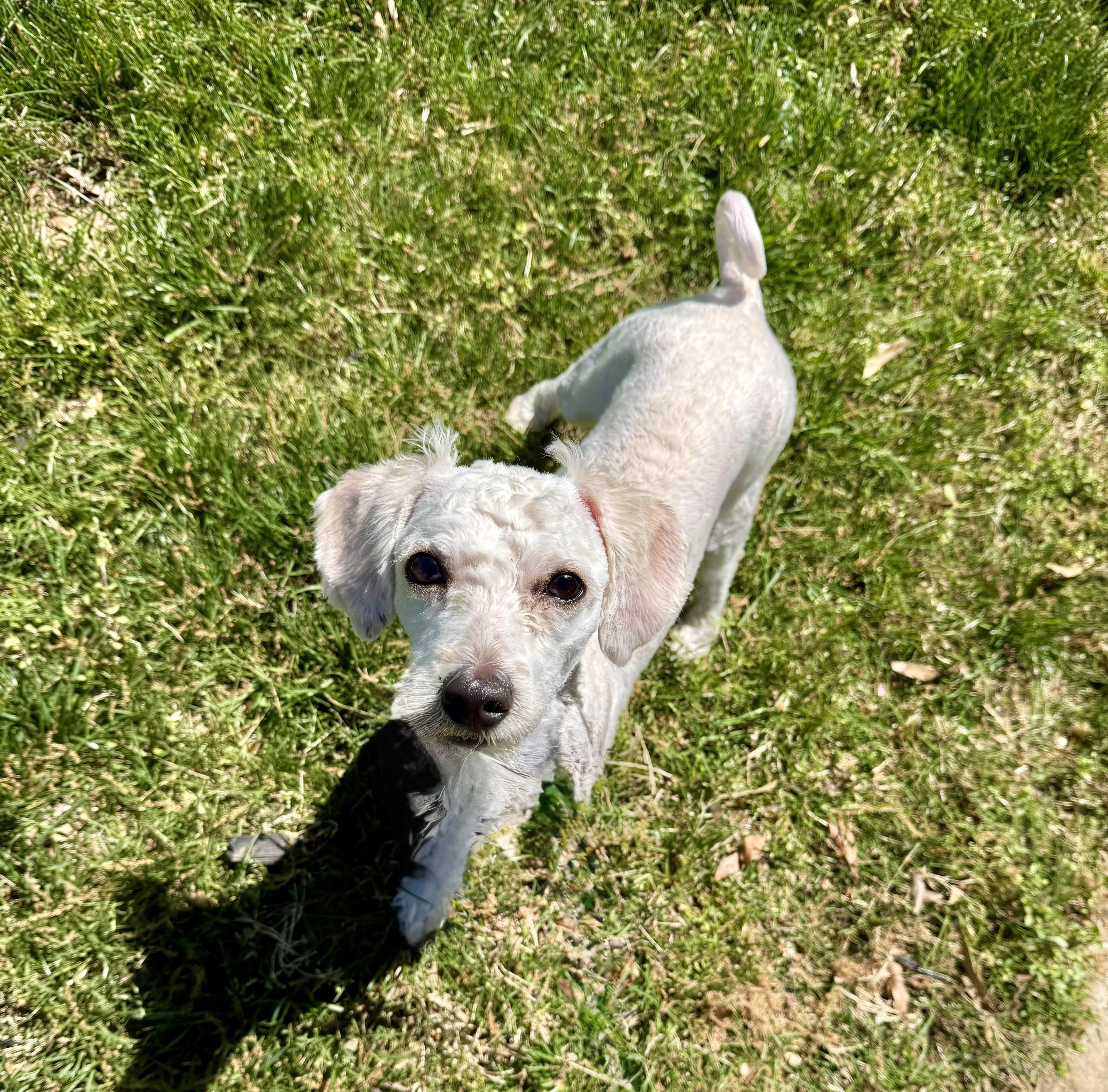 Jack, ADOPTABLE, Young Male Miniature Poodle.