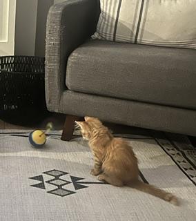 Enlarge Copper, a Adopted Domestic Short Hair in Overland Park, KS image 3/6