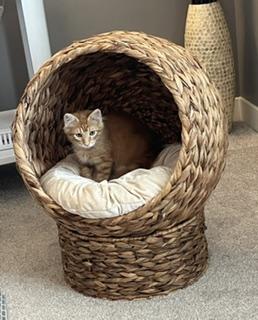 Enlarge Copper, a Adopted Domestic Short Hair in Overland Park, KS image 6/6
