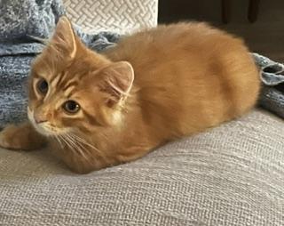 Enlarge Copper, a Adopted Domestic Short Hair in Overland Park, KS image 1/6