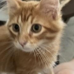 Enlarge Copper, a Adopted Domestic Short Hair in Overland Park, KS image 4/6