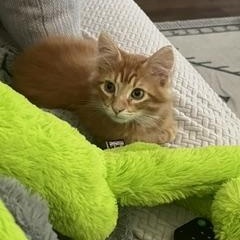 Enlarge Copper, a Adopted Domestic Short Hair in Overland Park, KS image 2/6