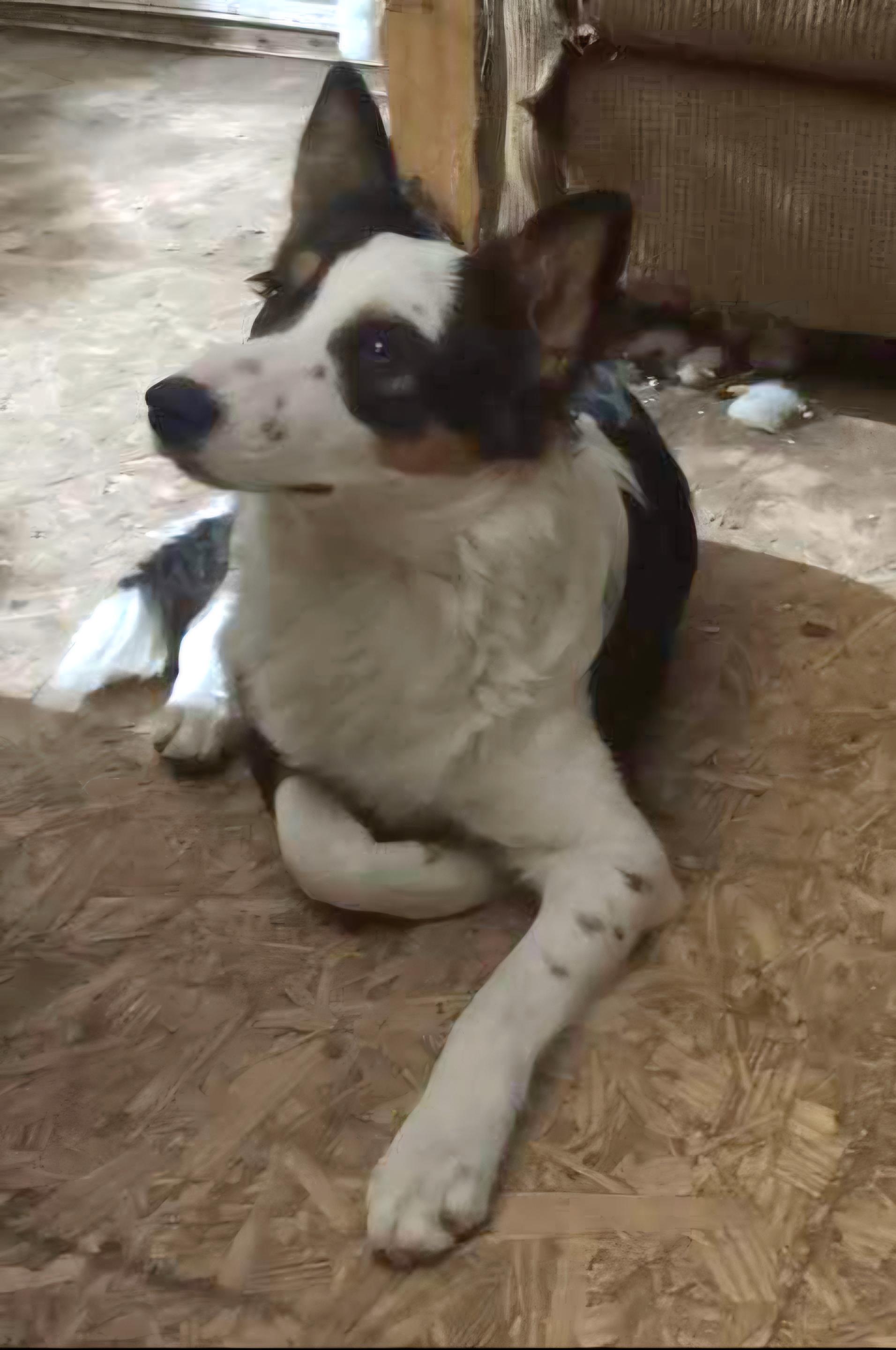 Duke, an adoptable Australian Shepherd in Pinedale, WY, 82941 | Photo Image 3