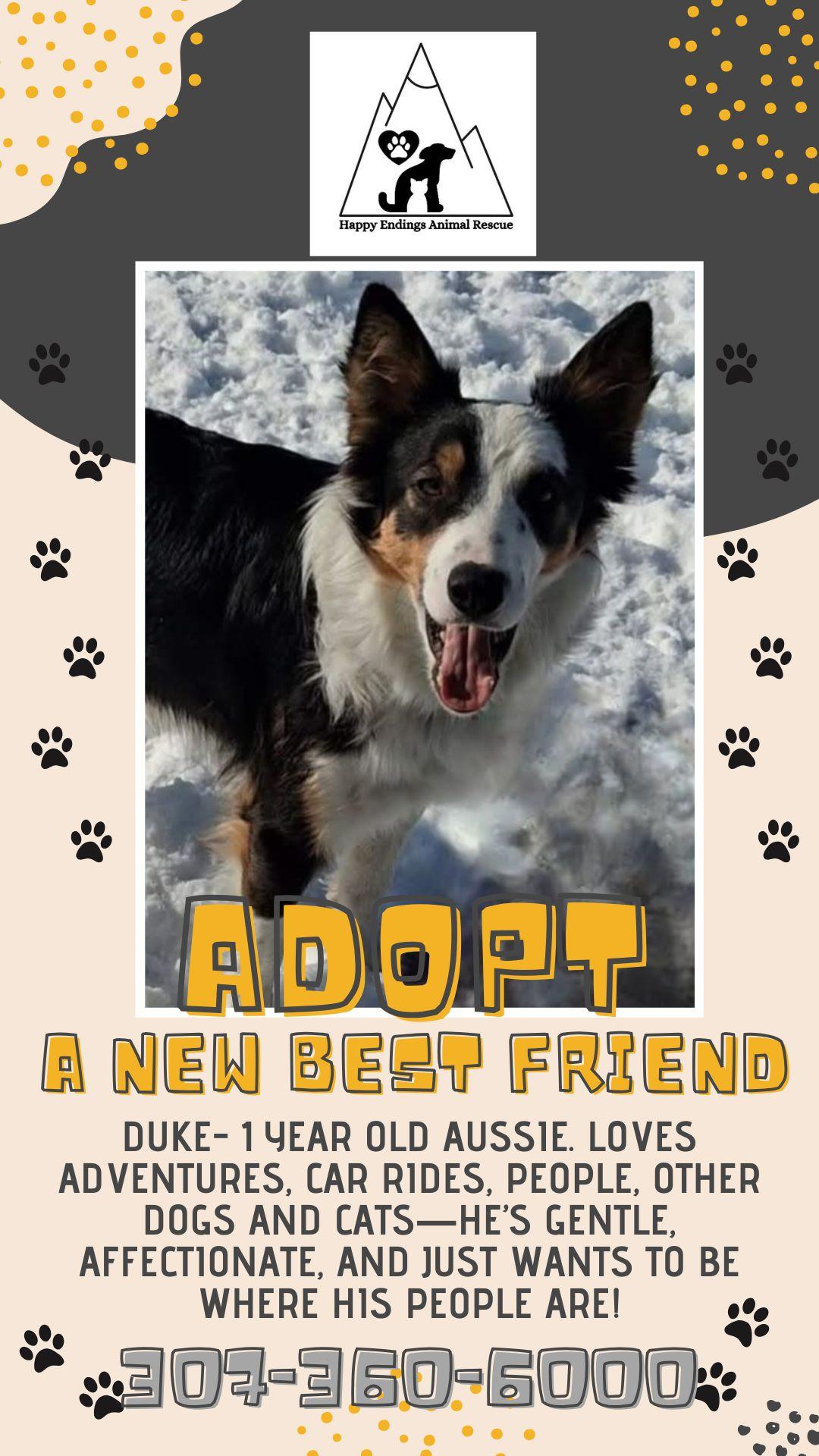 Duke, an adoptable Australian Shepherd in Pinedale, WY image 1/6