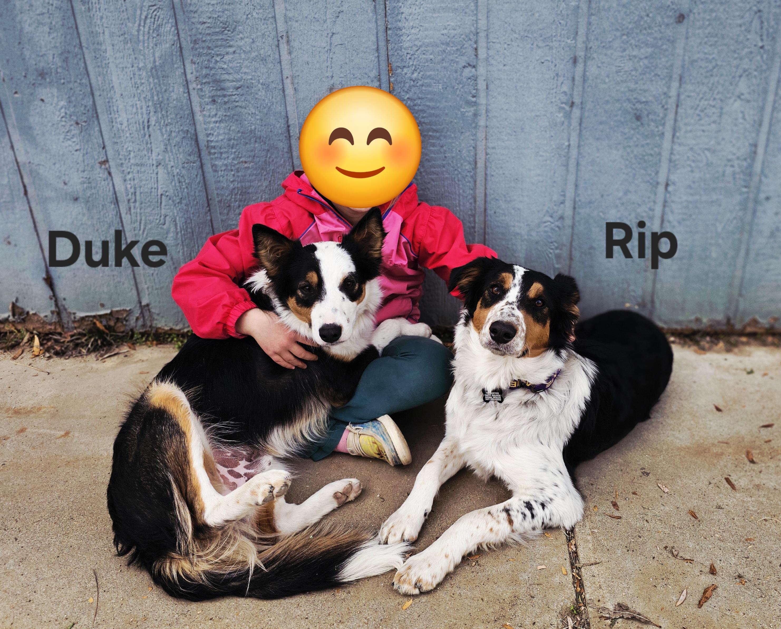Enlarge Duke, an adoptable Australian Shepherd in Pinedale, WY image 1/4