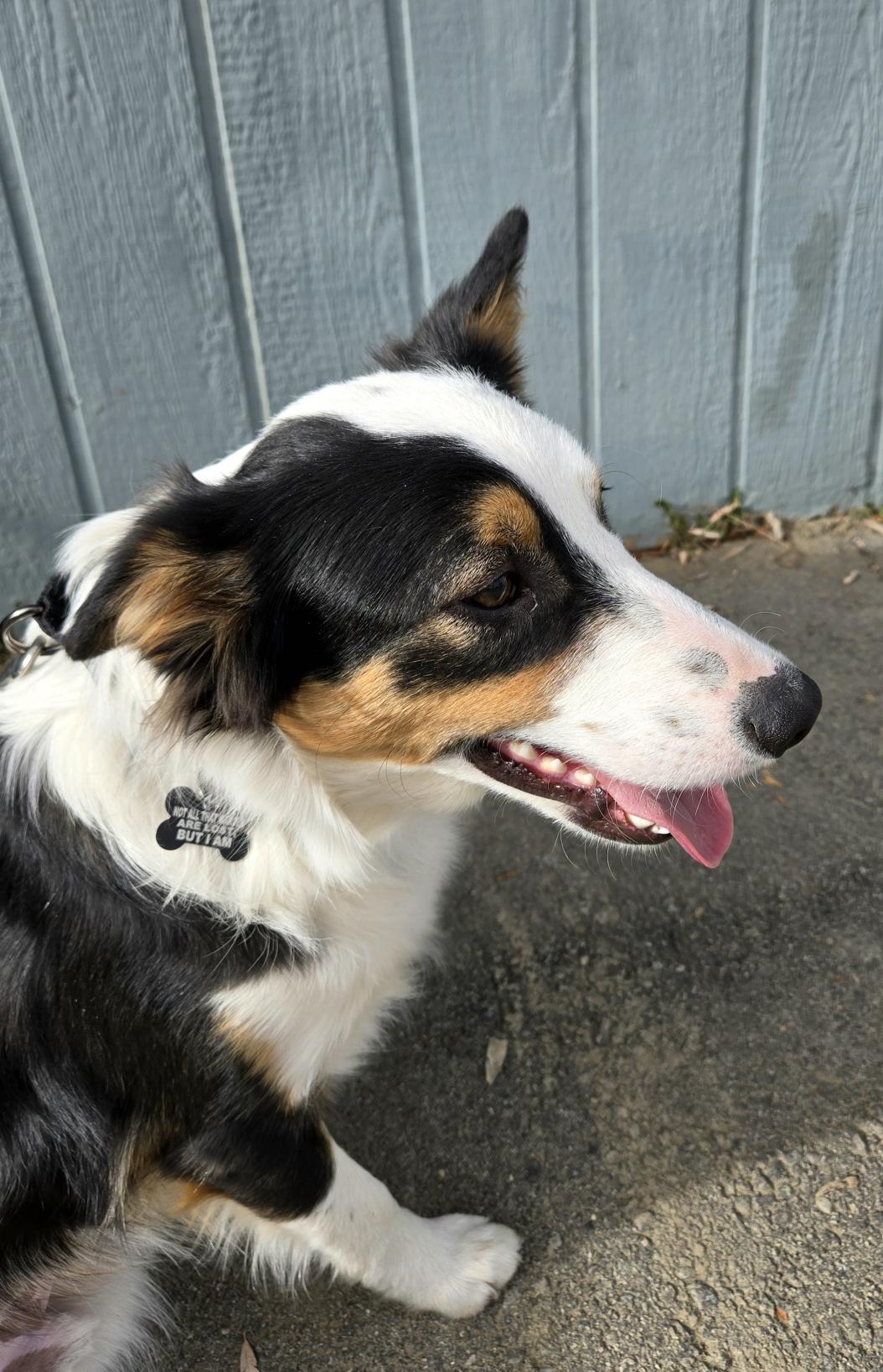 Enlarge Duke, an adoptable Australian Shepherd in Pinedale, WY image 4/4