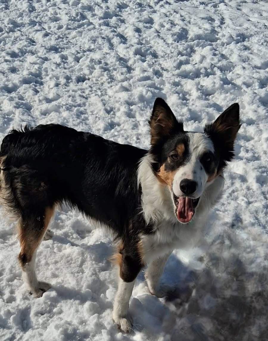 Duke, adoptable, Puppy Male Australian Shepherd.