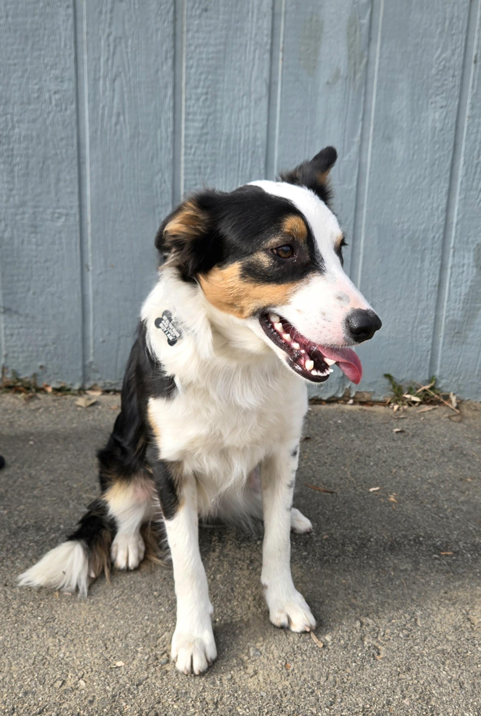 Duke, adoptable, Puppy Male Australian Shepherd.