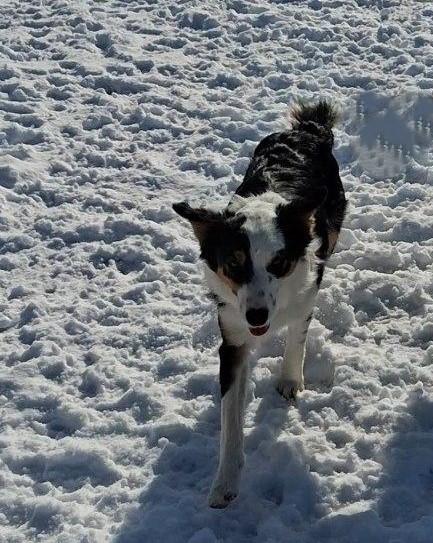 Duke, an adoptable Australian Shepherd in Pinedale, WY image 6/6