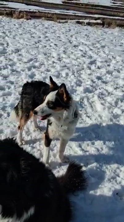 Enlarge Duke, an adoptable Australian Shepherd in Pinedale, WY video 4/6