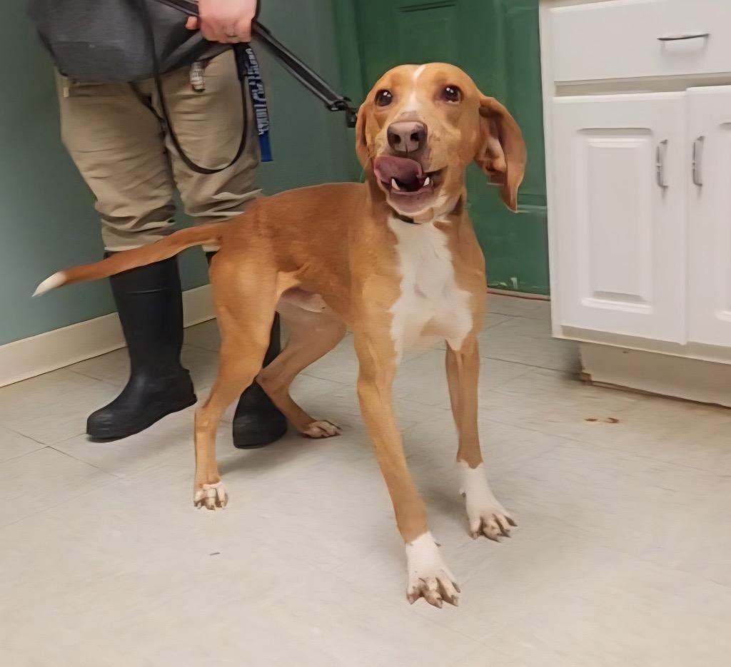 Puzzle, Adoptable, Young Male Hound.