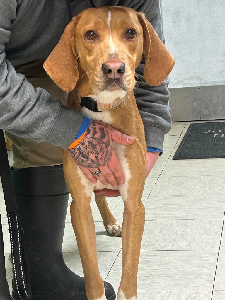 Puzzle, a Adoptable Hound in Mineral, VA image 2/4