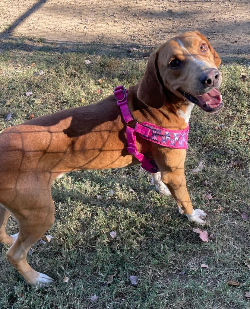 Puzzle, a Adoptable Hound in Mineral, VA image 3/4