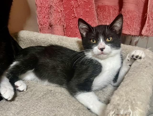 Enlarge Jameson, a Adopted Tuxedo in Tustin, CA image 1/6