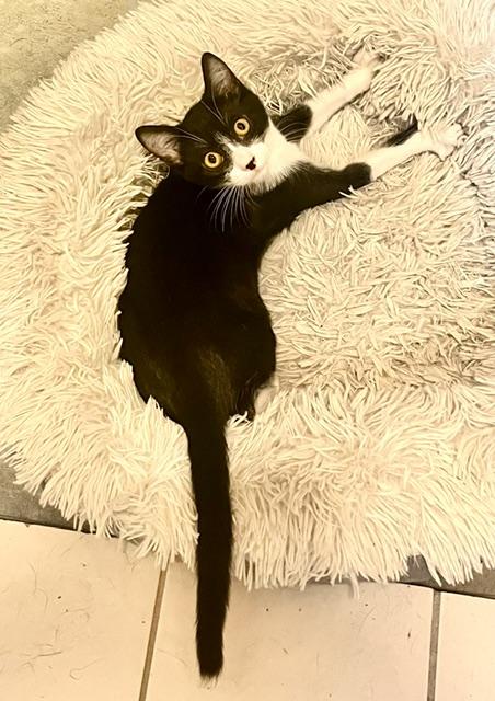 Enlarge Jameson, a Adopted Tuxedo in Tustin, CA image 2/6
