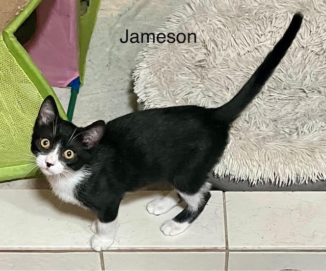 Enlarge Jameson, a Adopted Tuxedo in Tustin, CA image 4/6