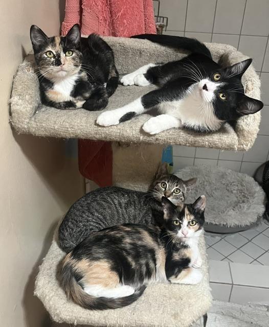 Enlarge Jameson, a Adopted Tuxedo in Tustin, CA image 5/6