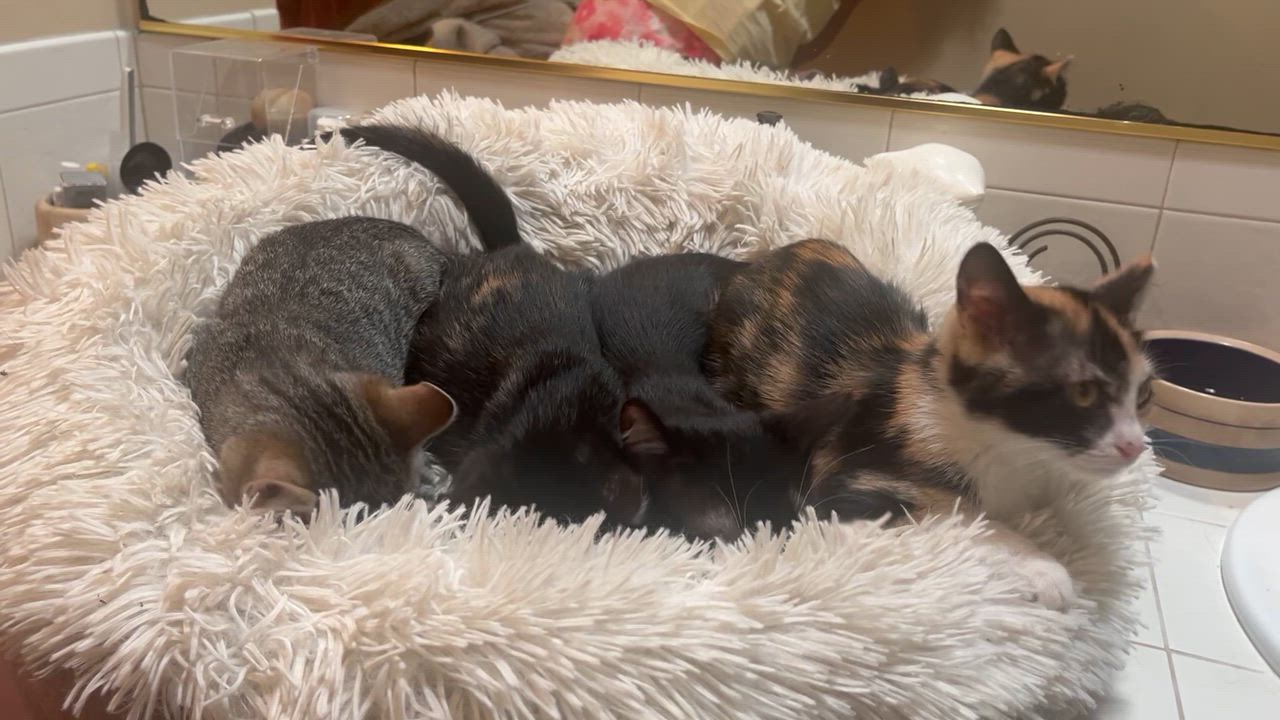 Enlarge Jameson, a Adopted Tuxedo in Tustin, CA video 6/6