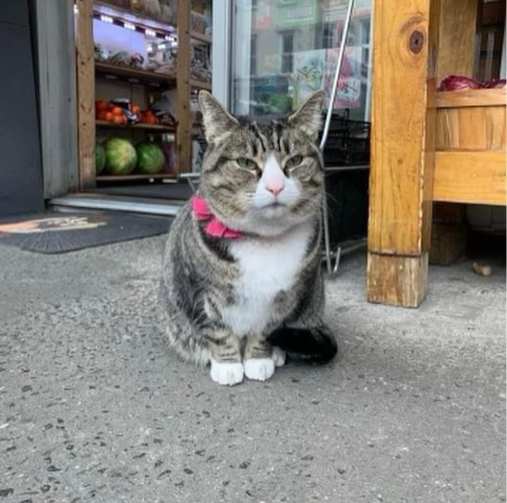 Thanksgiving (meet me in foster care!), Adoptable, Senior Female Domestic Short Hair.