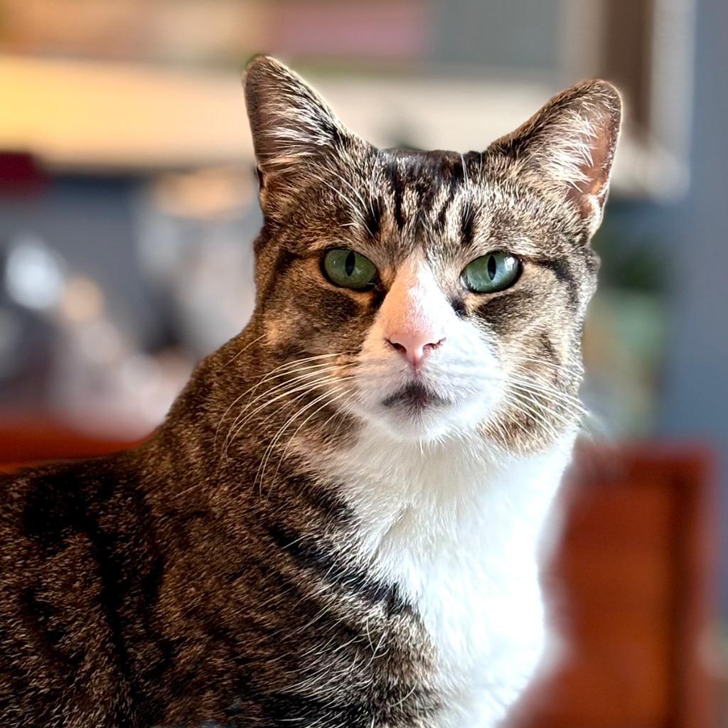 Enlarge Thanksgiving, a Adopted mixed breed in Brooklyn, NY image 2/5