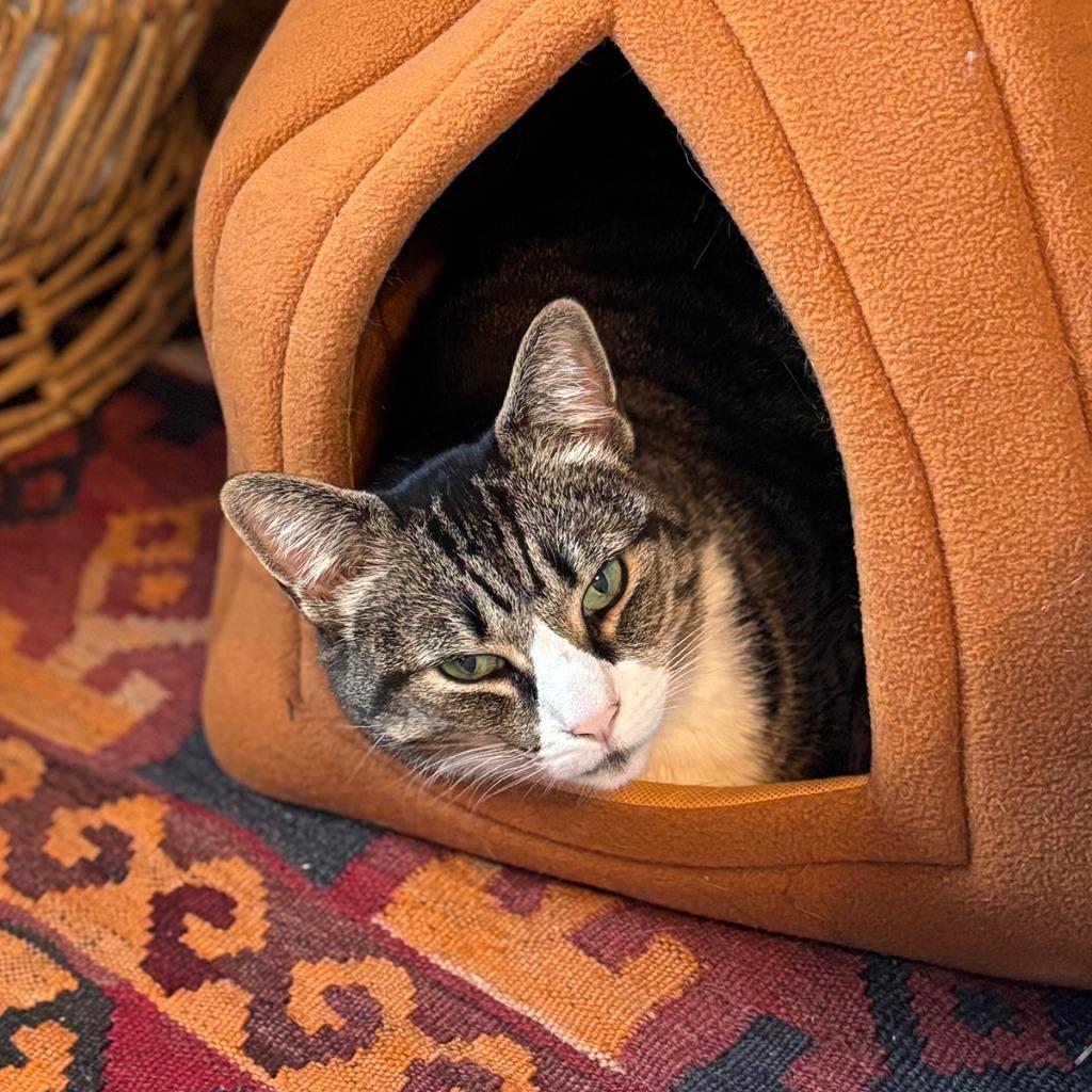 Enlarge Thanksgiving (meet me in foster care!), a Adoptable mixed breed in Brooklyn, NY image 2/5