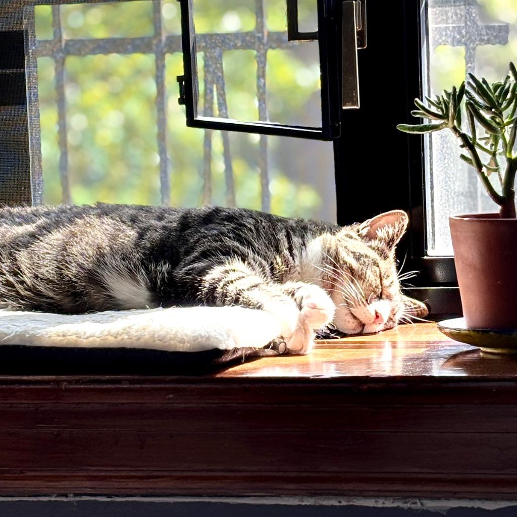 Enlarge Thanksgiving, a Adopted mixed breed in Brooklyn, NY image 5/5