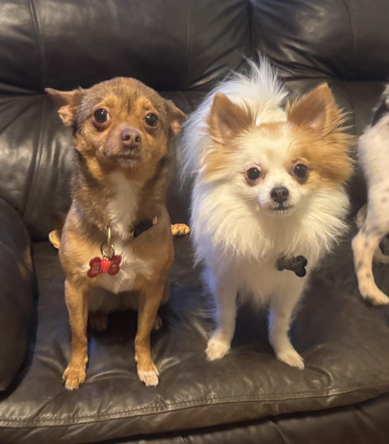 Lady & Butters - BONDED PAIR Pomeranian and Chi VIDEO