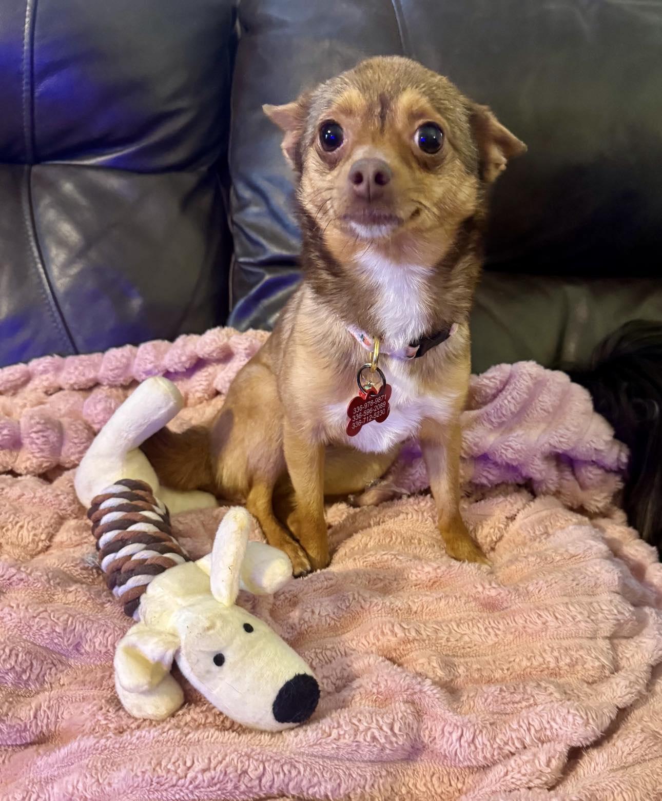 Lady & Butters - BONDED PAIR Pomeranian and Chi VIDEO photo 3