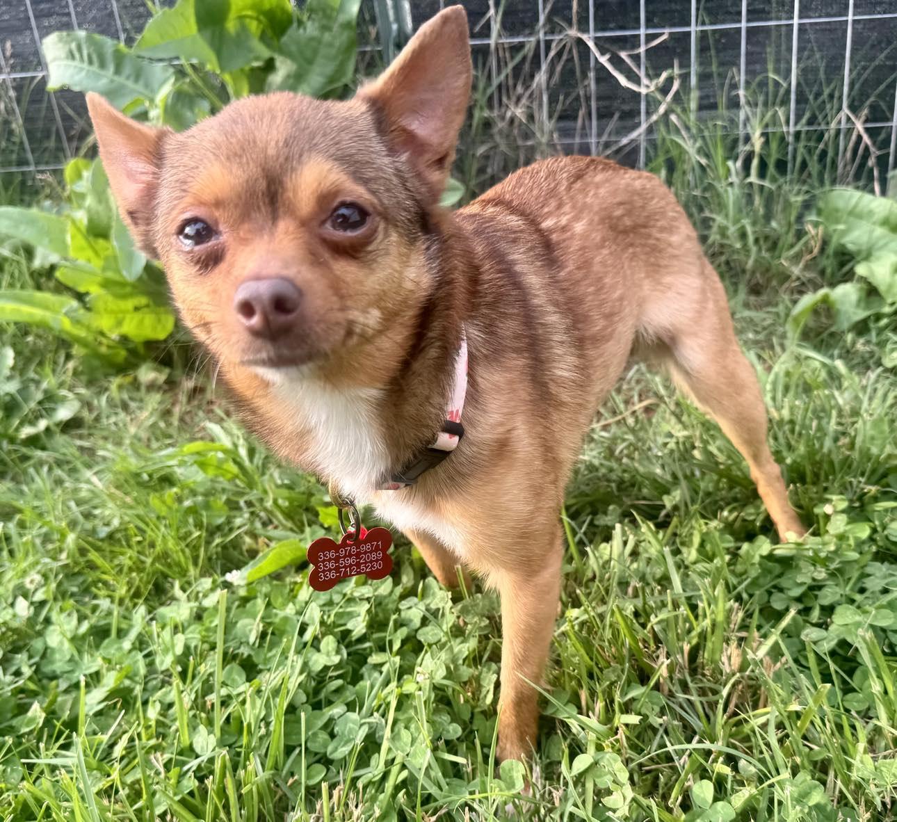 Lady & Butters - BONDED PAIR Pomeranian and Chi VIDEO photo 4