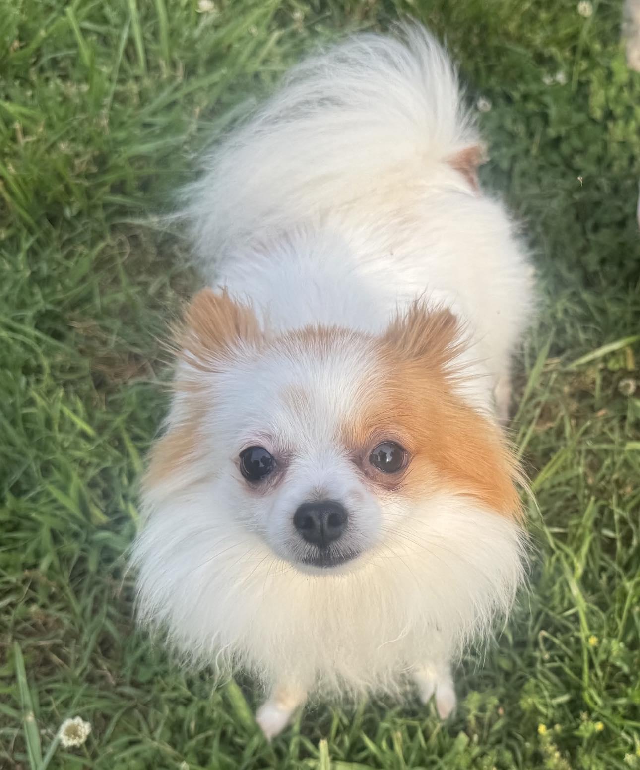 Lady & Butters - BONDED PAIR Pomeranian and Chi VIDEO photo 5