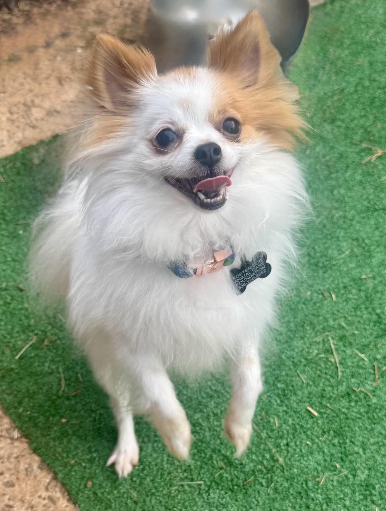 Lady & Butters - BONDED PAIR Pomeranian and Chi VIDEO photo 6