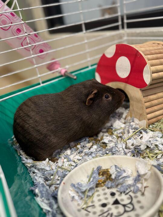 Splinter, ADOPTABLE, Adult Male Guinea Pig.