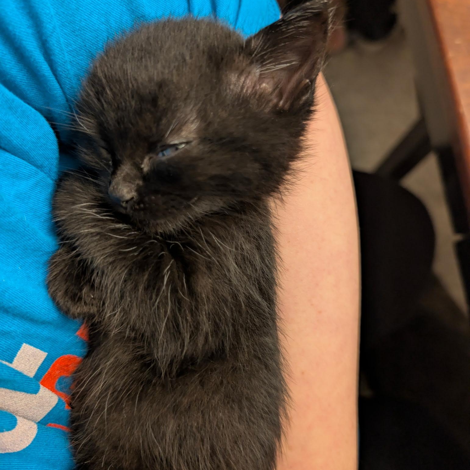 Nutmeg, adopted, Kitten Female Domestic Medium Hair.