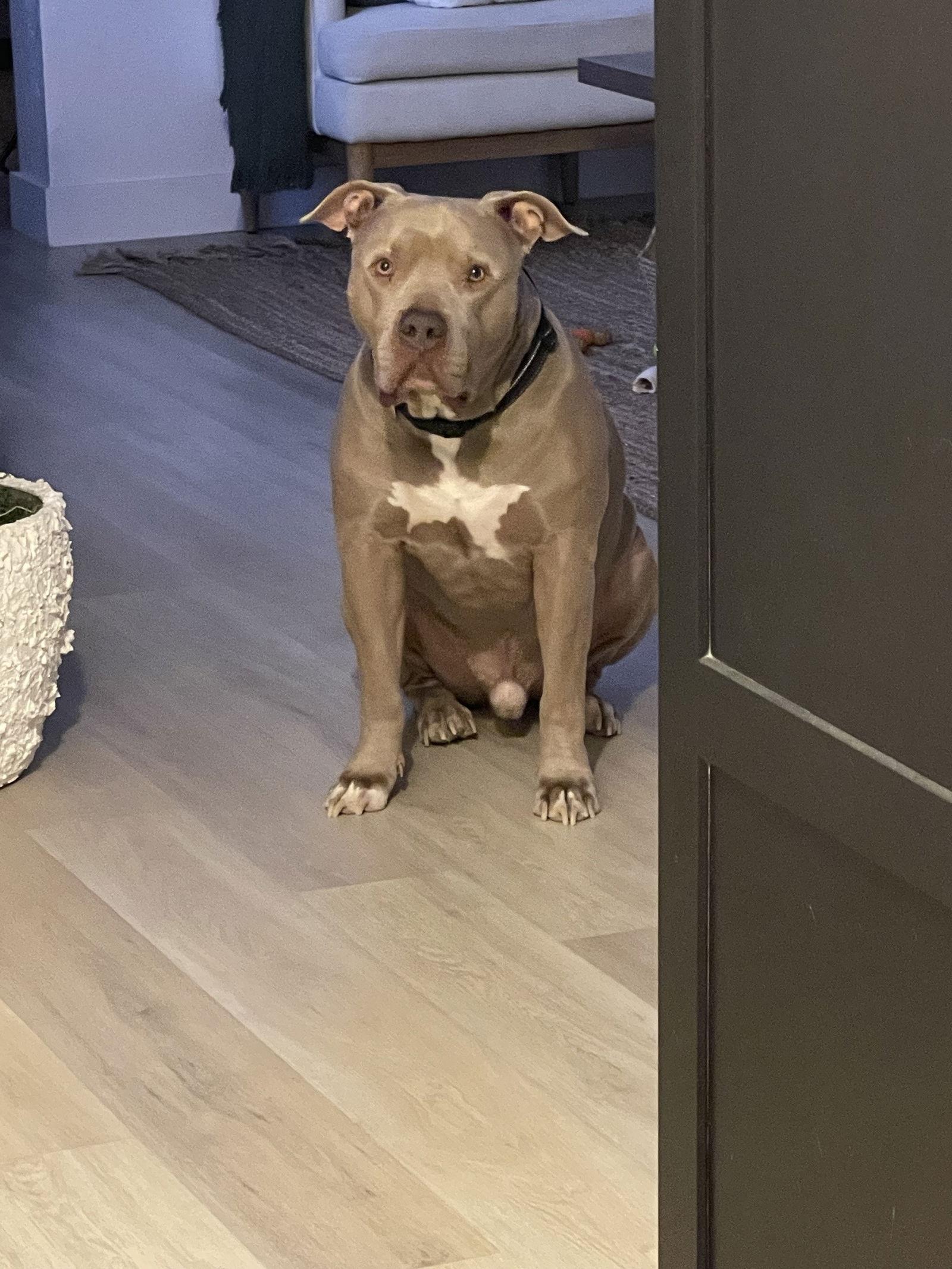 PUDGE, Adoptable, Young Male Pit Bull Terrier.