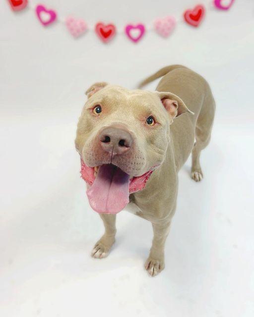 PUDGE, Adoptable, Young Male Pit Bull Terrier.