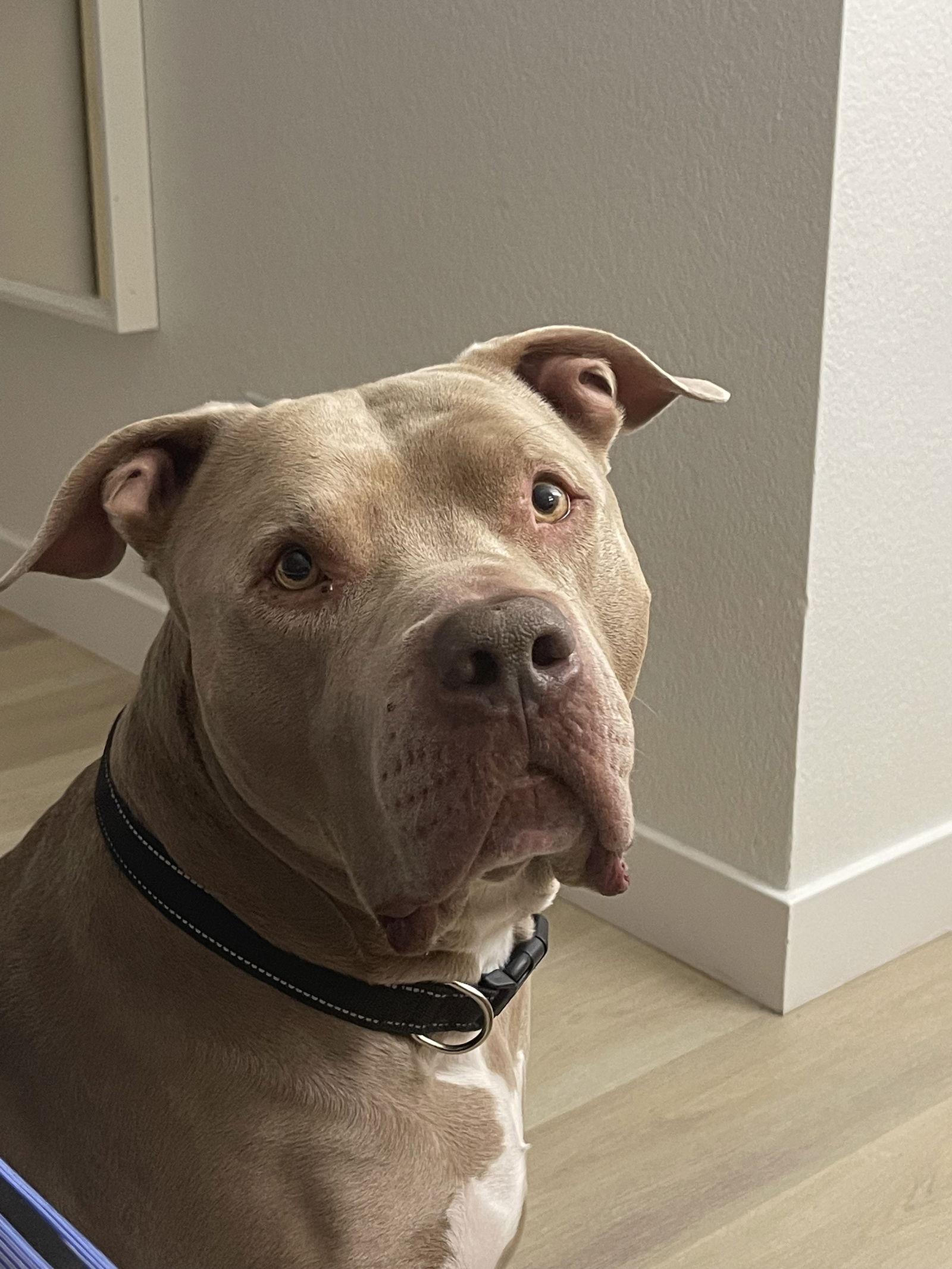 PUDGE, a Adoptable Pit Bull Terrier in Chandler, AZ image 2/3