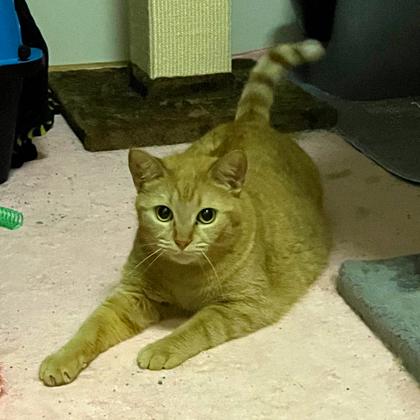 McGriddle, a Adoptable mixed breed in Madison, WI image 1/2