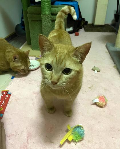 McGriddle, a Adoptable mixed breed in Madison, WI image 2/2